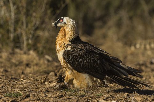 A bearded vulture